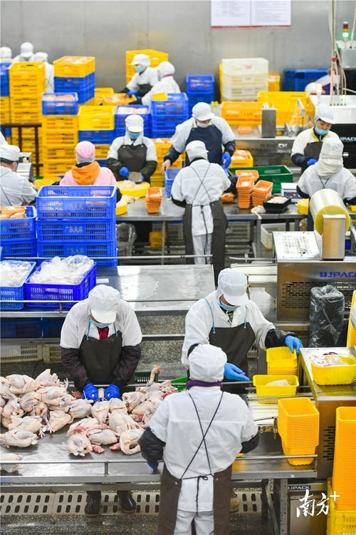 預(yù)制菜風(fēng)口下的清遠(yuǎn)機(jī)遇 發(fā)揮畜牧漁業(yè)飼料優(yōu)勢，打造粵北預(yù)制菜供應(yīng)鏈高地